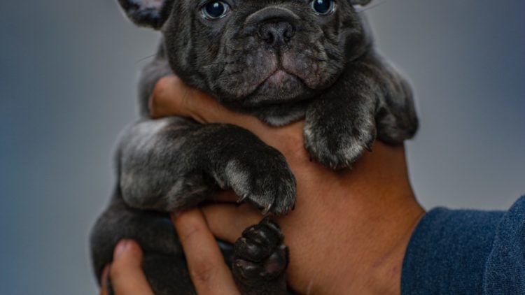 TOP TEN DOG BREEDS IN SOUTH AFRICA: Bulldogs