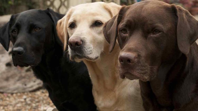 TOP TEN DOG BREEDS IN SOUTH AFRICA: Labrador Retriever