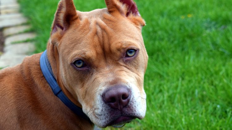 5 Things You Need To Know About Pit Bulls